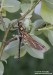 lesklice měděná (Vážky), Cordulia aenea, (Linnaeus, 1758), Anisoptera (Odonata)